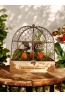 Cage plantes carnivores - 1
